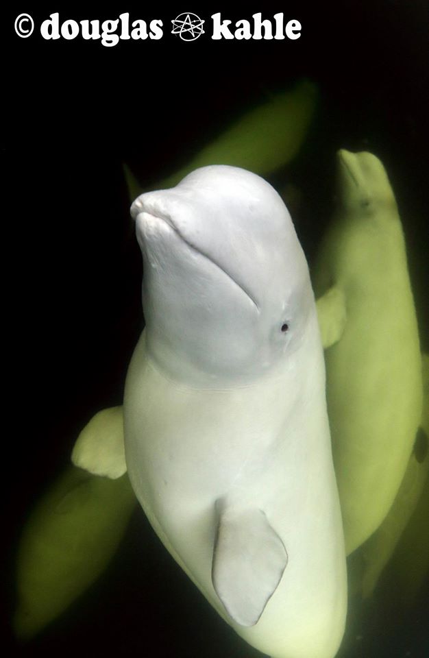 Beluga spyhopping underwater in Churchill. Douglas Kahle photo.