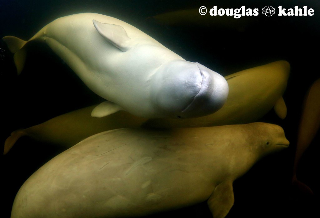 Belugas in Churchill.