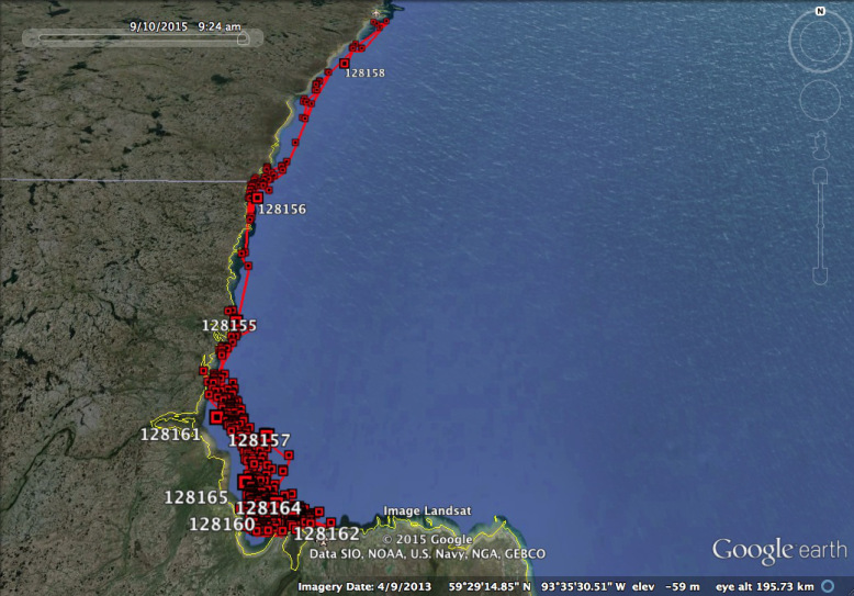 Beluga migration map