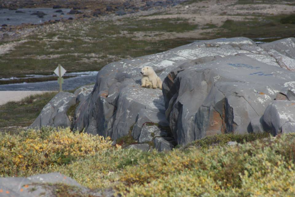 polar bear Jodi Grosbrink 3