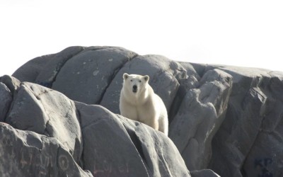 Churchill Photos of the Week – Polar Bear