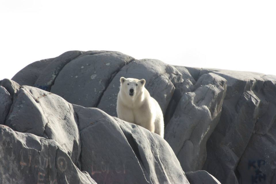 polar bear Jodi Grosbrink