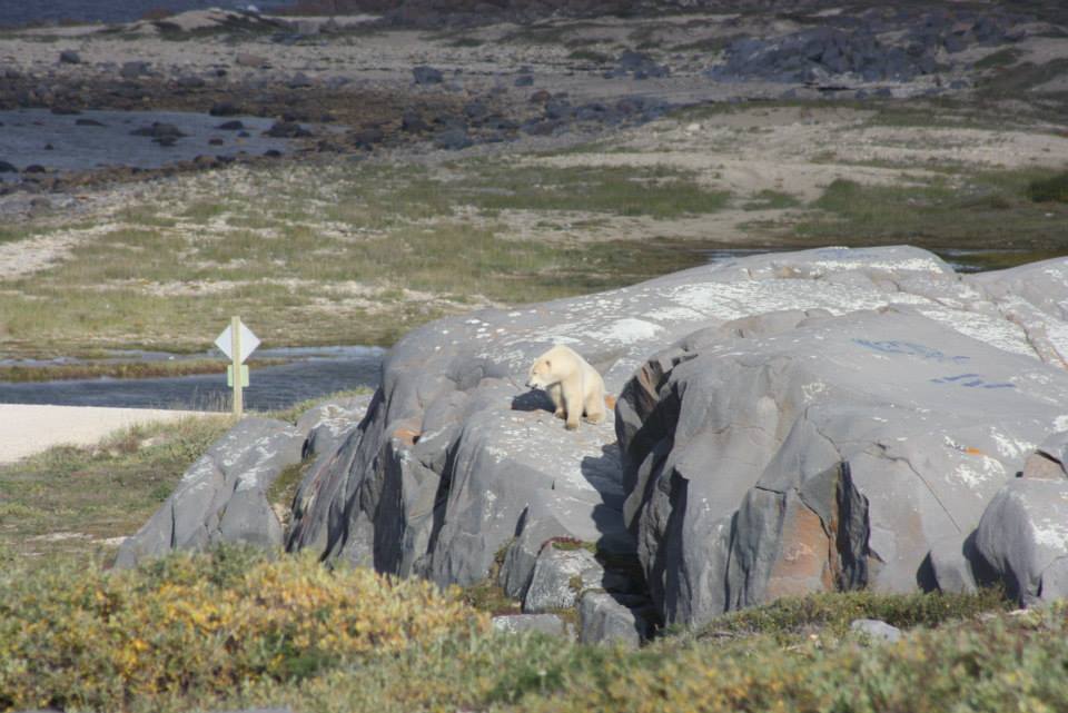 polar bear Jodi grosbrink 2