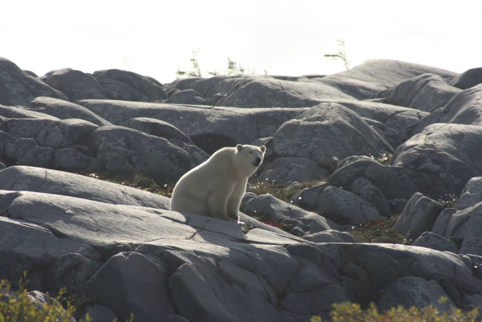 polar bear jodi grosbrink 4