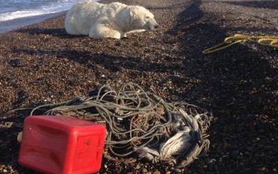 Polar Bear Trapped in Net Freed