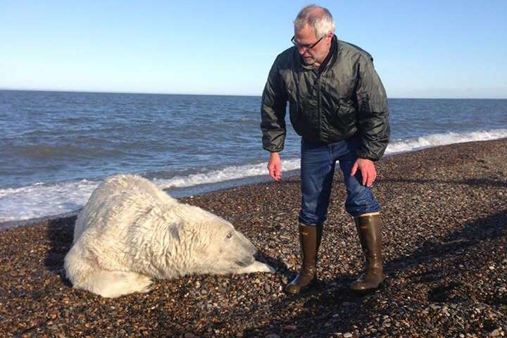 Polar bear on shore.