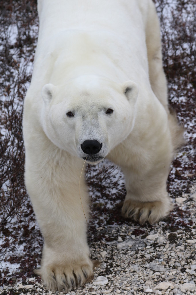 Polar bear churchill