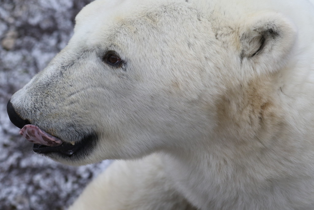polar bear churchill