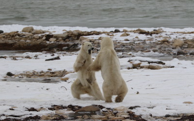 Exciting Day on the Tundra in Churchill