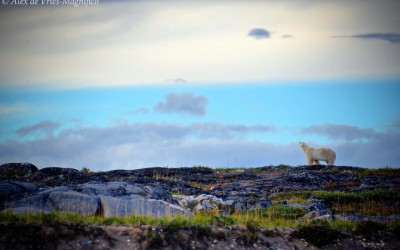 Churchill Photos of the Week