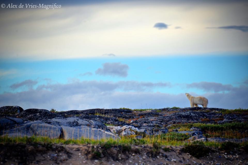 Polar bear in Churchill
