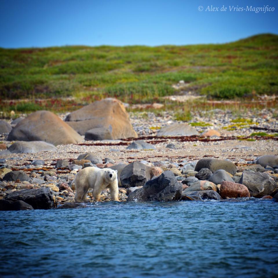 polar bear churchill