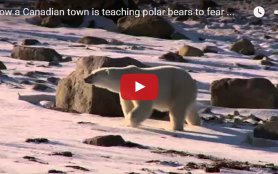 Churchill Video of the Week – Polar Bears