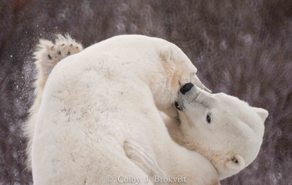 Polar bear in Churchill.