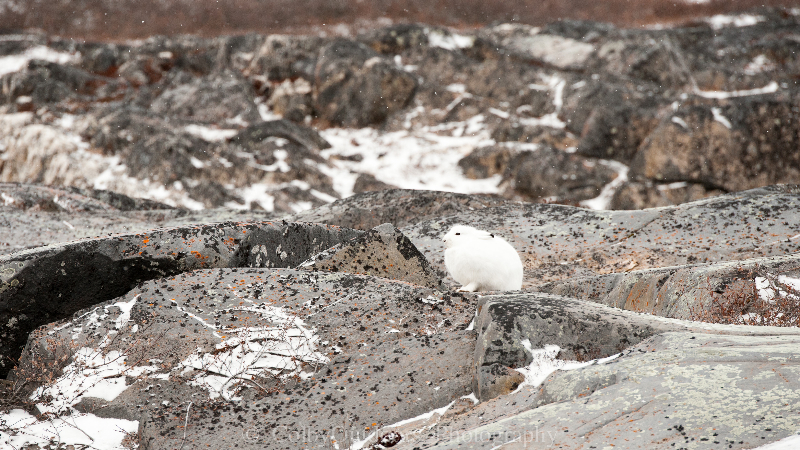 Arctic Hare in Churchill