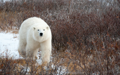 Churchill “Quadfecta” ..Northern Style