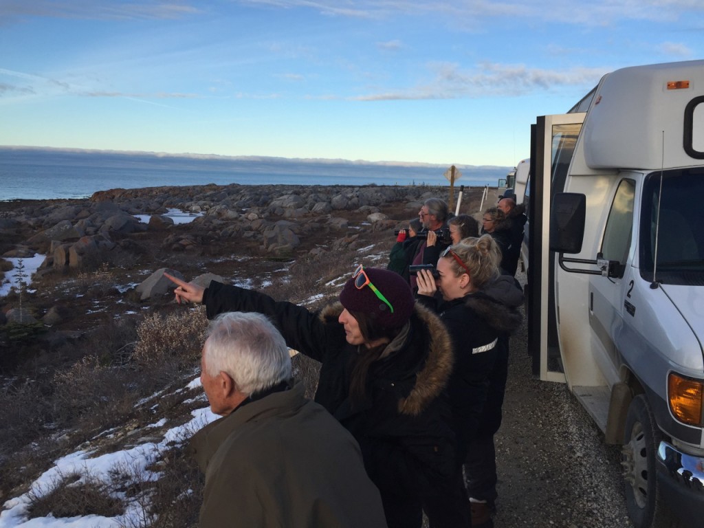 Beluga whales Drew Hamilton