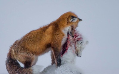 Epic Photo Earns Top Honor For Photographer