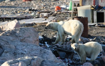 Churchill Not Only Town With Polar Bear Patrols