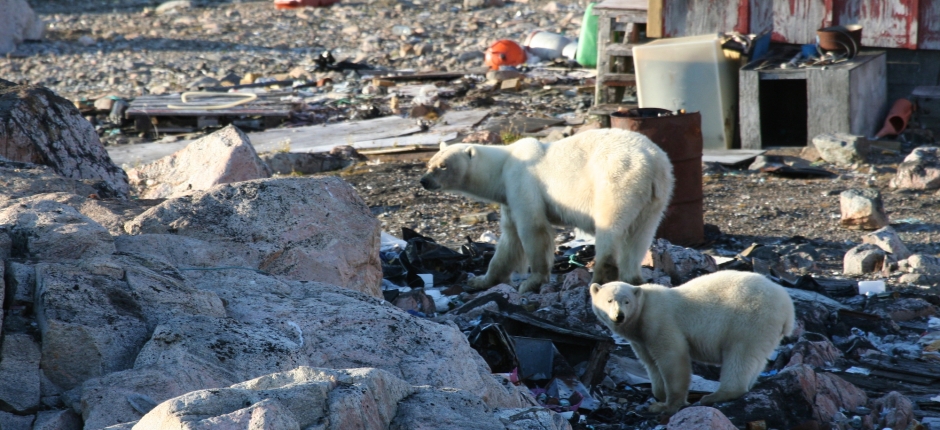 Greenland polar bears.