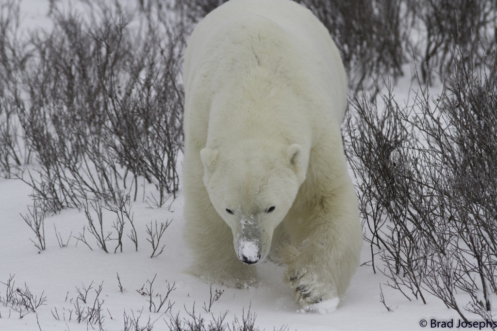polar bear churchill