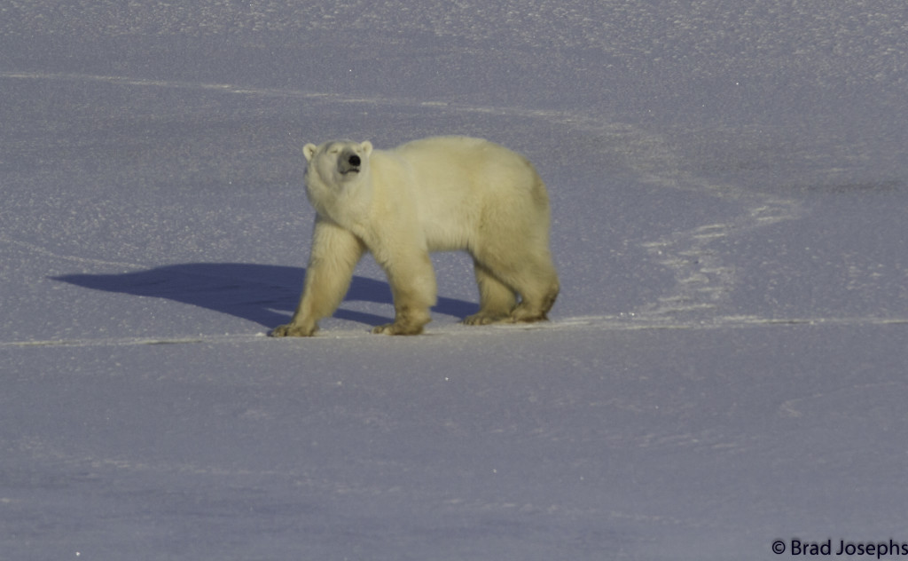 Polar bear in Churchill, Manitoba