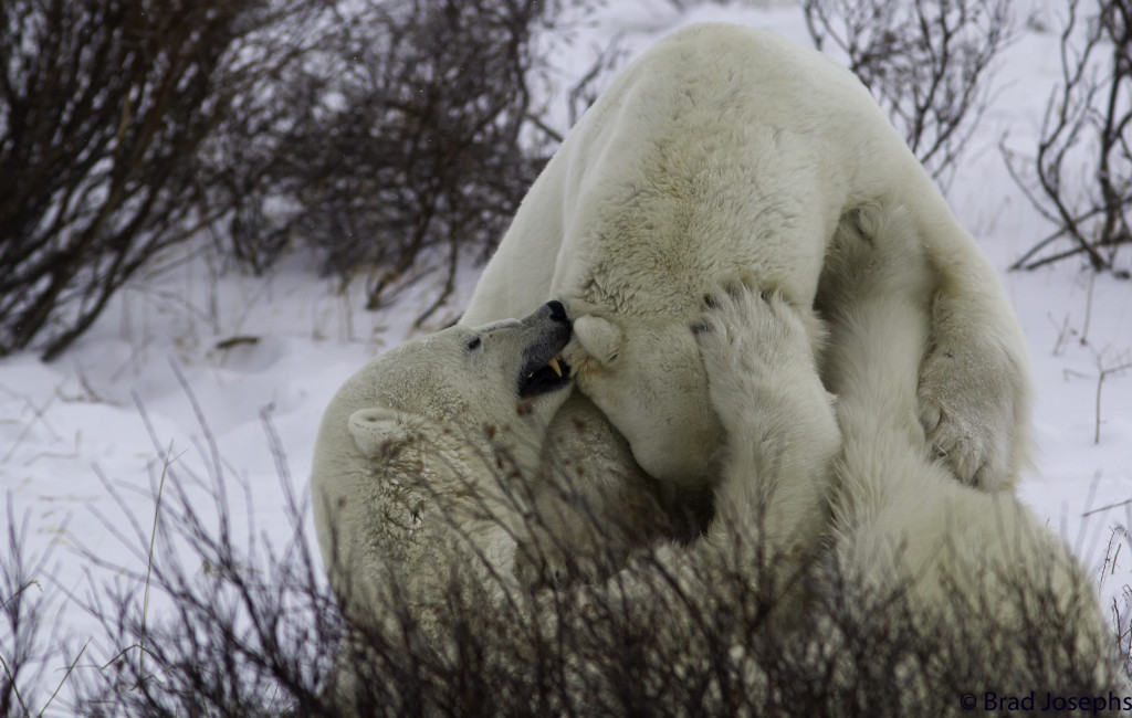 Polar bears in Churchill.