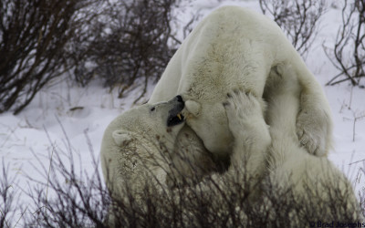 Inspiring Polar Bear Images – Polar Bear Season is Here!