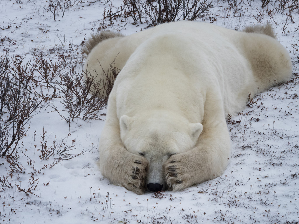 Polar bear in Churchill