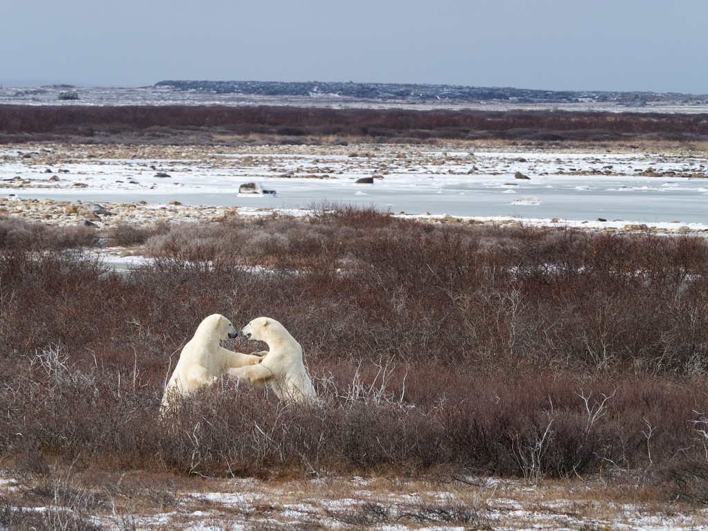 Polar bear churchill wildlife management area