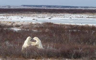 Polar Bears Across and Above the Tundra