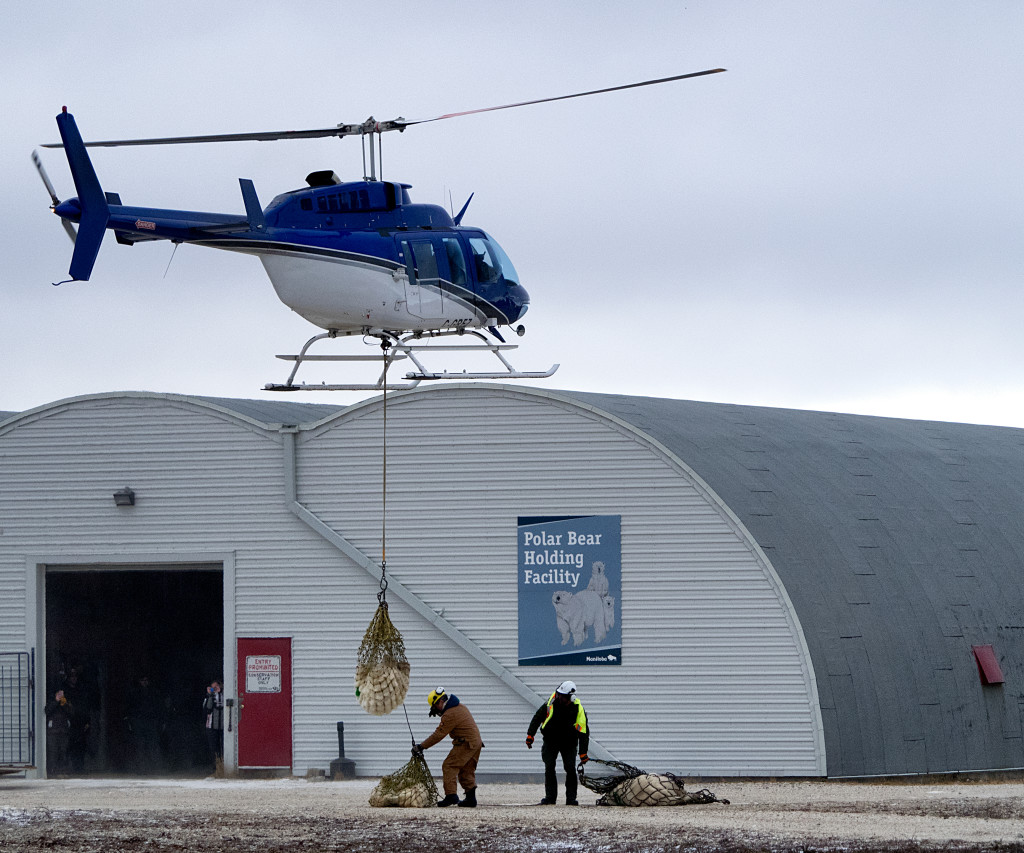 polar bear lift in Churchill
