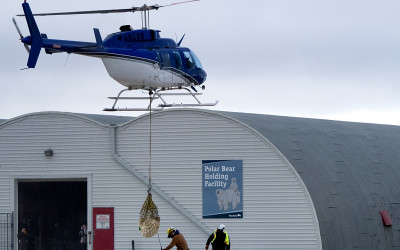 Polar Bear Encounters on Rise in Churchill