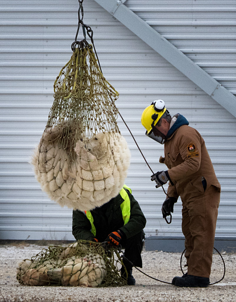 polar bear lift in churchill