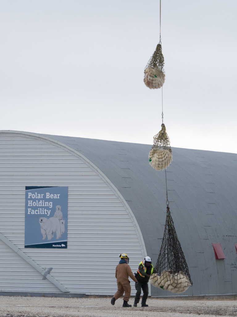 polar bear lift in Churchill, Manitoba