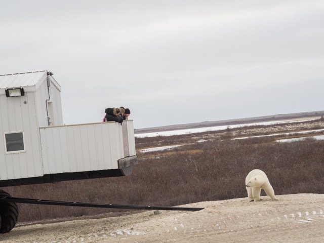 polar bear at tundra lodge