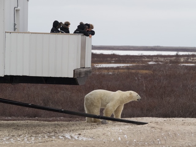 polar bear in Churchill Tundra Lodge