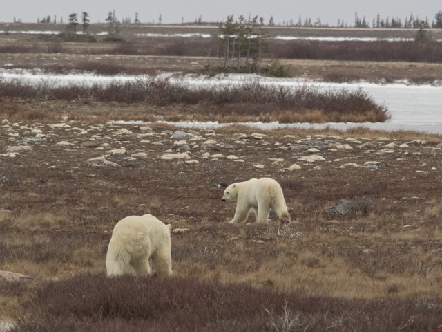 Polar bear in Churchill.