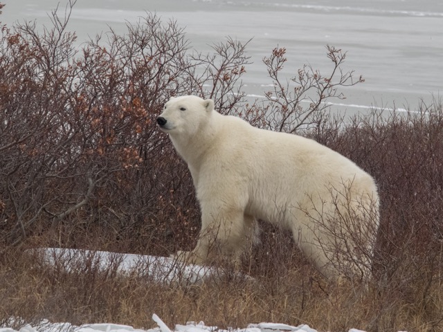 polar bear tundra lodge