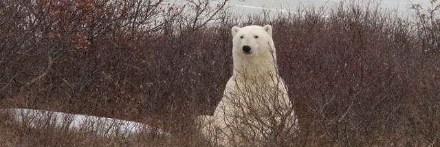 polar bear in the willows churchill, Manitoba