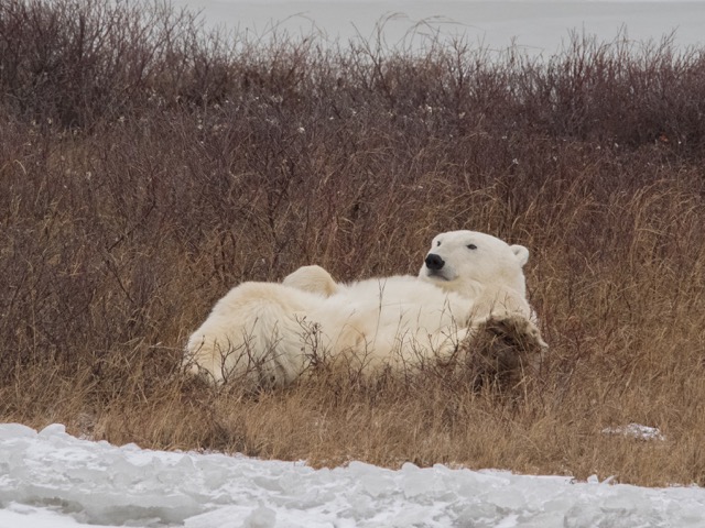 polar bear churchill, Manitoba