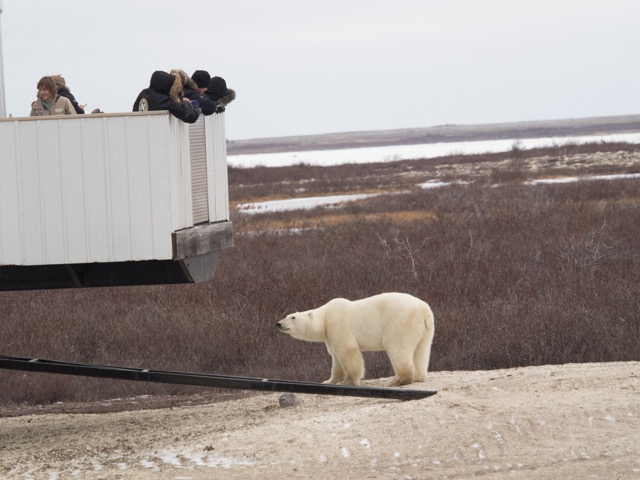 polar bear tundra lodge