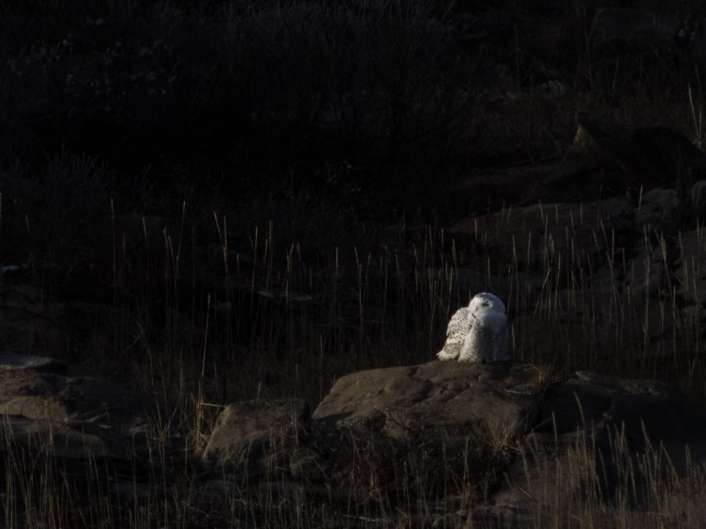 Snowy owl in Churchill