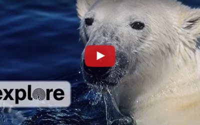 Churchill Video of the Week – How Polar Bears Keep Warm