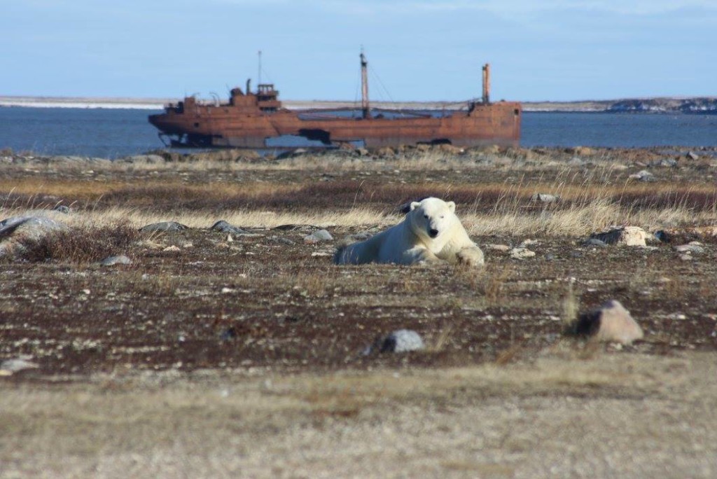 polar bear Ithaca churchill