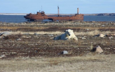 Churchill Polar Bear Season Begins