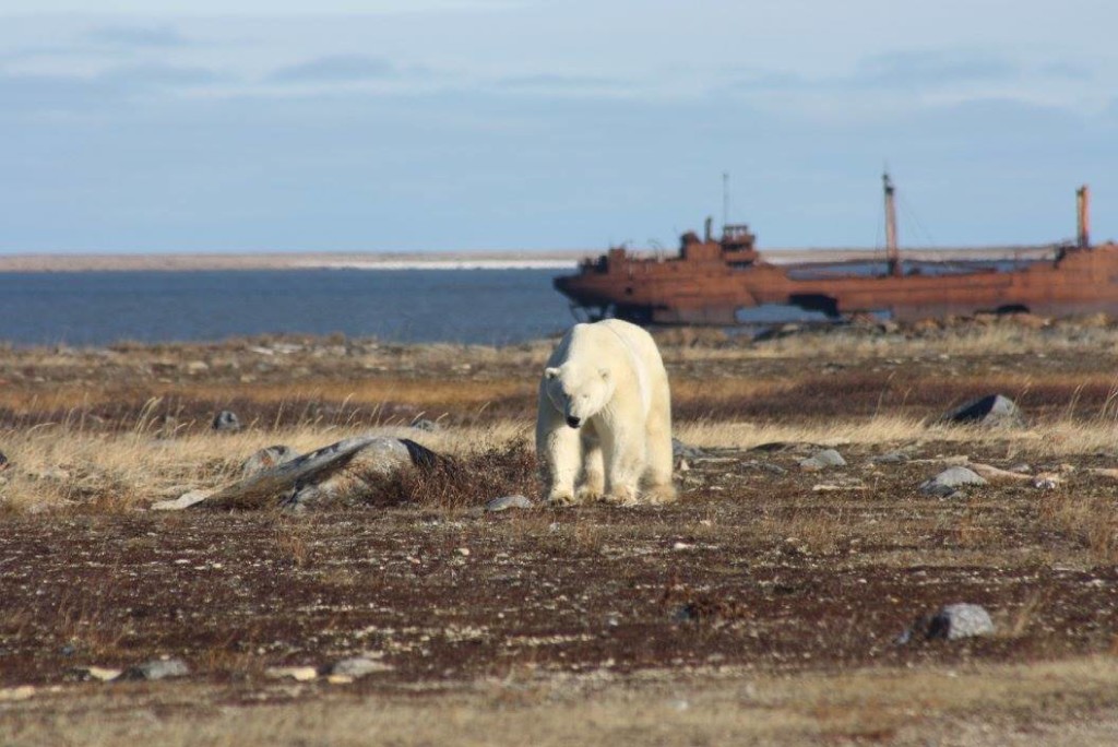 polar bear churchill