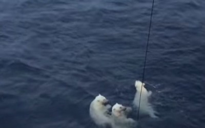 Three polar Bears Swimming Video – Threaten Research Equipment