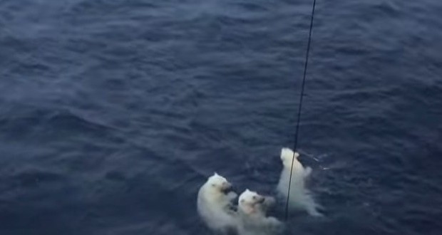 polar bears beaufort sea