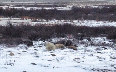 Churchill Gets Early Season Snow